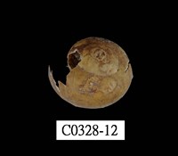 藏品(球蝸牛)的圖片